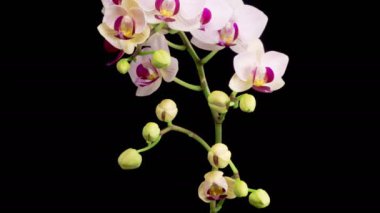 Orkide çiçekleri var. Çiçekli Beyaz Orkide Siyah Arkaplanda Phalaenopsis Çiçeği. Zaman aşımı. 4K.