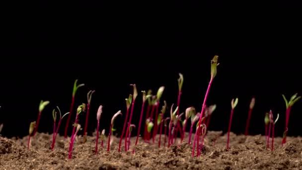 Beautiful Time Lapse Sprouts Germination Newborn Beetroot Salad Plant Black — Vídeos de Stock