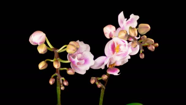 Orchid Blossoms Blooming Pink Orchid Phalaenopsis Flowers Black Background Time — Vídeo de stock