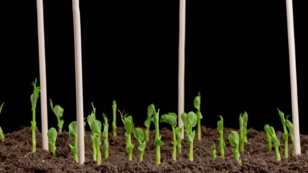 Peas Beans Growing Black Background Timelapse — Stockvideo