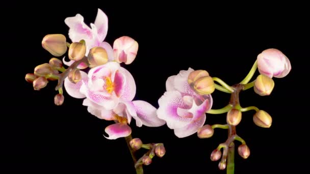Orchideenblüten Blühende Rosa Orchidee Phalaenopsis Blumen Auf Schwarzem Hintergrund Zeitraffer — Stockvideo