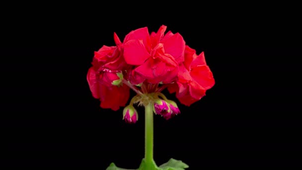 赤いゼラニウム ペラルゴニウム 赤ジェラニウム ペラルゴニウム 開花の美しい時間の経過黒の背景に花 — ストック動画