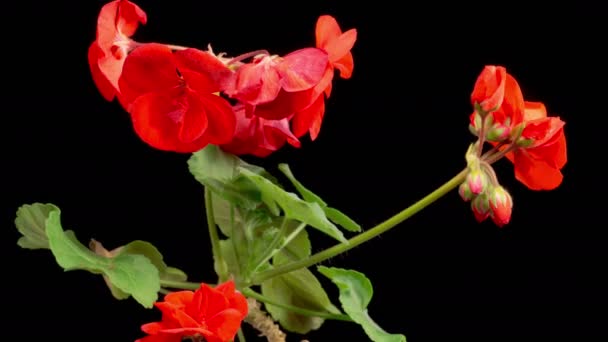 赤いゼラニウム ペラルゴニウム 赤ジェラニウム ペラルゴニウム 開花の美しい時間の経過黒の背景に花 — ストック動画