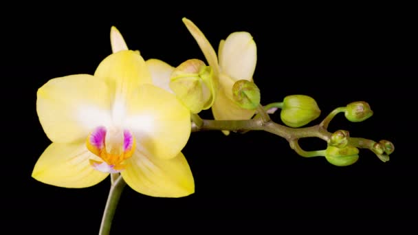 Orchid Blossoms Blooming Yellow Orchid Phalaenopsis Flower Black Background Time — Vídeo de Stock