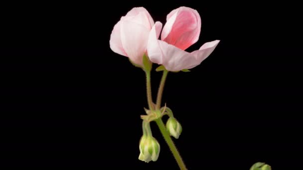 Pink Geranium Pelargonium 在黑色背景下开放粉红色天线莲花的美丽时光 — 图库视频影像
