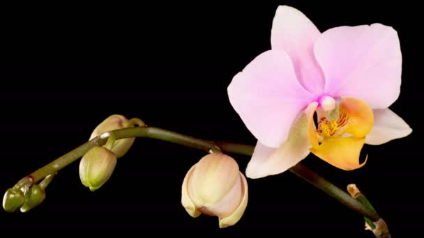 Orchid Blossoms Blooming Pink Orchid Phalaenopsis Flowers Black Background Time — 图库视频影像