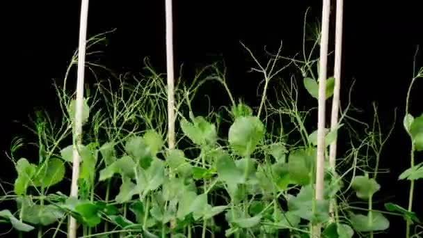 Beautiful Time Lapse Growth Green Peas Beans Plants Black Background — Stockvideo