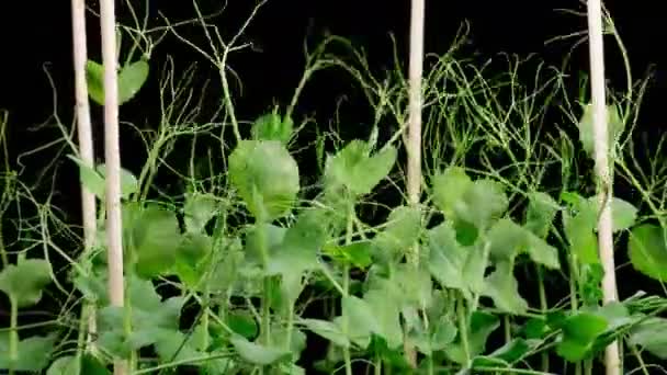 Hermoso Lapso Tiempo Crecimiento Frijoles Verdes Plantas Contra Fondo Negro — Vídeo de stock