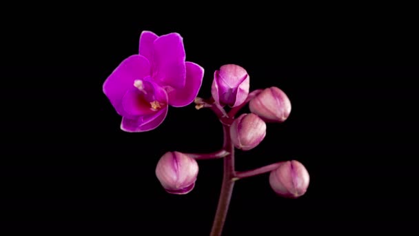 Orchid Blossoms Blooming Purple Orchid Phalaenopsis Flower Black Background Time — Video