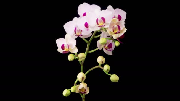 Orchid Blossoms Blooming White Orchid Phalaenopsis Flower Black Background Time — Stock Video