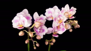 Orkide çiçekleri var. Kara Arkaplan 'da çiçek açan Pembe Orkide Phalaenopsis Çiçekleri. Zaman aşımı. 4K.