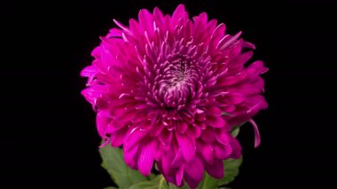 Mor Kasımpatı Çiçeği Çiçekleri. Kara Arkaplan Karşısında Güzel Mor Kasımpatı Çiçeği Açılışı. 4K.