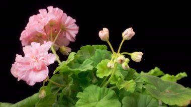 Pembe Geranium (Pelargonium) Çiçekler. Kara Arkaplan 'da Pembe Sardunya' nın (Pelargonium) Güzel Zaman Hızı. 4K.