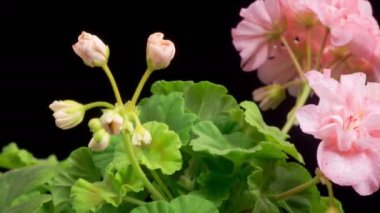 Pembe Geranium (Pelargonium) Çiçekler. Kara Arkaplan 'da Pembe Sardunya' nın (Pelargonium) Güzel Zaman Hızı. 4K.