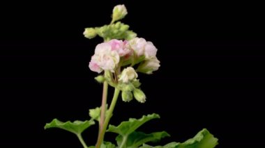 Pembe Geranium Pelargonium Çiçekleri. Kara Arkaplan 'da Pembe Geranium Pelargonium Çiçeği' nin Güzel Zaman Hızı. 4K.