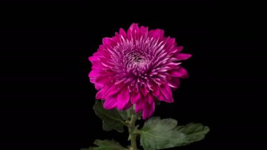 Mor Kasımpatı Çiçeği Çiçekleri. Kara Arkaplan Karşısında Güzel Mor Kasımpatı Çiçeği Açılışı. 4K.