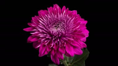 Mor Kasımpatı Çiçeği Çiçekleri. Kara Arkaplan Karşısında Güzel Mor Kasımpatı Çiçeği Açılışı. 4K.