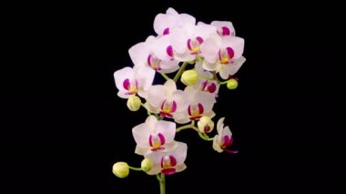 Orkide çiçekleri var. Çiçekli Beyaz Orkide Siyah Arkaplanda Phalaenopsis Çiçeği. Zaman aşımı. 4K.