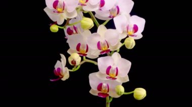 Orkide çiçekleri var. Çiçekli Beyaz Orkide Siyah Arkaplanda Phalaenopsis Çiçeği. Zaman aşımı. 4K.
