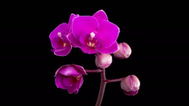 Orkide çiçekleri var. Kara Arkaplan 'da çiçek açan mor orkide falaenopsis çiçeği. Zaman aşımı. 4K.