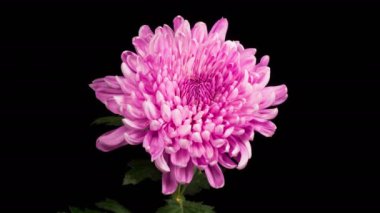 Pembe Kasımpatı Çiçek Çiçekleri. Güzel Pembe Kasımpatı 'nın Zaman Hızı Kara Arkaplan Karşısında Açılıyor. 4K.