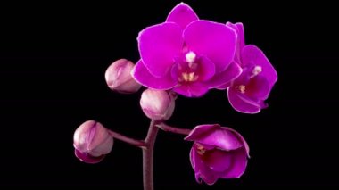 Orkide çiçekleri var. Kara Arkaplan 'da çiçek açan mor orkide falaenopsis çiçeği. Zaman aşımı. 4K.