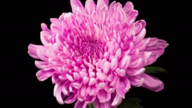 Pembe Kasımpatı Çiçek Çiçekleri. Güzel Pembe Kasımpatı 'nın Zaman Hızı Kara Arkaplan Karşısında Açılıyor. 4K.