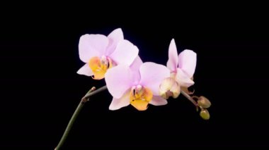 Orkide çiçekleri var. Kara Arkaplan 'da çiçek açan Pembe Orkide Phalaenopsis Çiçekleri. Zaman aşımı. 4K.