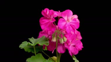 Mor sardunya (Pelargonium) çiçekleri. Kara Arkaplanda Güzel Mor Sardunya Açılışı (Pelargonium) Çiçeği. 4K.