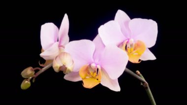 Orkide çiçekleri var. Kara Arkaplan 'da çiçek açan Pembe Orkide Phalaenopsis Çiçekleri. Zaman aşımı. 4K.