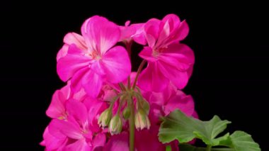 Mor sardunya (Pelargonium) çiçekleri. Kara Arkaplanda Güzel Mor Sardunya Açılışı (Pelargonium) Çiçeği. 4K.