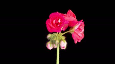 Kırmızı Geranium Pelargonium Çiçekleri. Kara Arkaplan 'da Kırmızı Geranium Pelargonium Çiçeği' nin Güzel Zaman Hızı. 4K.