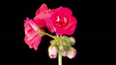 Kırmızı Geranium Pelargonium Çiçekleri. Kara Arkaplan 'da Kırmızı Geranium Pelargonium Çiçeği' nin Güzel Zaman Hızı. 4K.