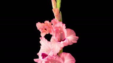 Pembe Gladiolus Çiçekleri. Açılış Pembe Gladiolus Çiçeği 'nin Kara Arkaplanda Güzel Zaman Süreleri. 4K.