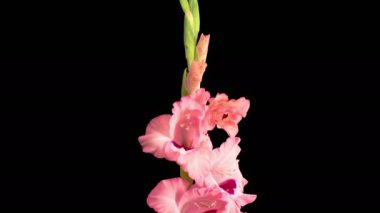 Pembe Gladiolus Çiçekleri. Açılış Pembe Gladiolus Çiçeği 'nin Kara Arkaplanda Güzel Zaman Süreleri. 4K.