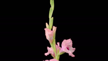 Pembe Gladiolus Çiçekleri. Açılış Pembe Gladiolus Çiçeği 'nin Kara Arkaplanda Güzel Zaman Süreleri. 4K.
