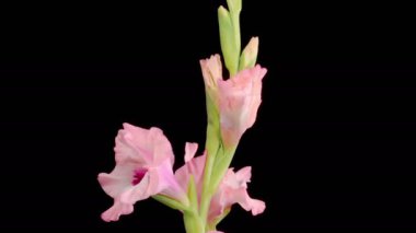 Pembe Gladiolus Çiçekleri. Açılış Pembe Gladiolus Çiçeği 'nin Kara Arkaplanda Güzel Zaman Süreleri. 4K.