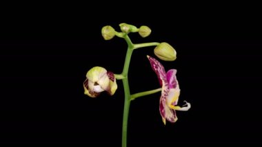Orkide çiçekleri var. Çiçek açan Sarı - Magenta Orkide Phalaenopsis Çiçeği Siyah Arkaplanda. Zaman aşımı. 4K.