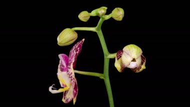 Orkide çiçekleri var. Çiçek açan Sarı - Magenta Orkide Phalaenopsis Çiçeği Siyah Arkaplanda. Zaman aşımı. 4K.