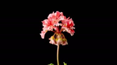 Pembe Geranium Pelargonium Çiçekleri. Kara Arkaplan 'da Pembe Geranium Pelargonium Çiçeği' nin Güzel Zaman Hızı. 4K.