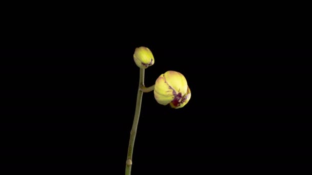 Orchid Blossoms Blooming Yellow Magenta Orchid Phalaenopsis Flower Black Background — Stock videók