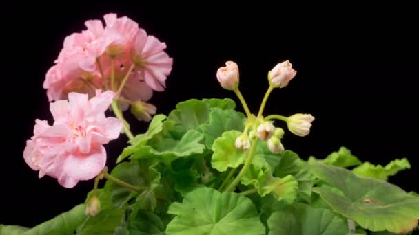 Pink Geranium Pelargonium Blossoms Beautiful Time Lapse Opening Pink Geranium — Αρχείο Βίντεο