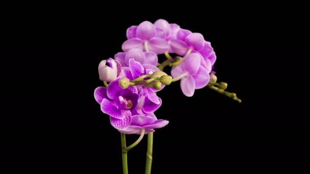 Orchid Blossoms Blooming Purple Orchid Phalaenopsis Flower Black Background Time — Stockvideo