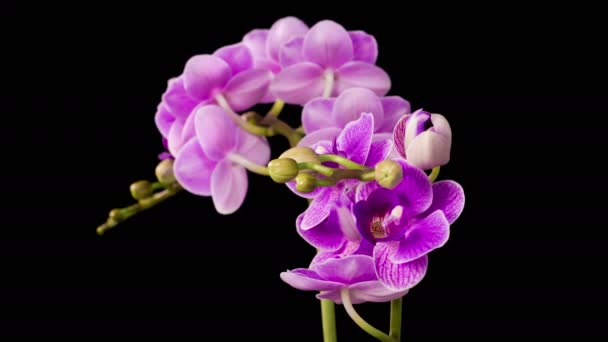 Орхідейний Цвіт Blooming Purple Orchid Phalaenopsis Flower Black Background Англійською — стокове відео