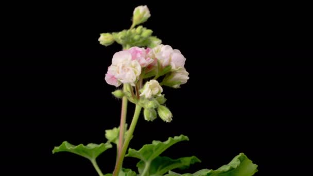 Geranio Rosa Pelargonium Blossoms Bellissimo Lasso Tempo Apertura Rosa Geranio — Video Stock