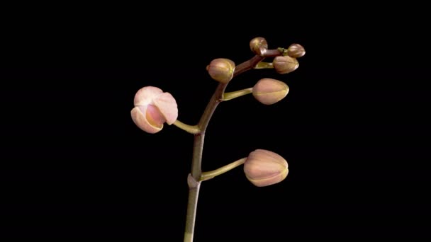 Fiori Del Orchid Fiori Rosa Fiorenti Phalaenopsis Del Orchid Sullo — Video Stock