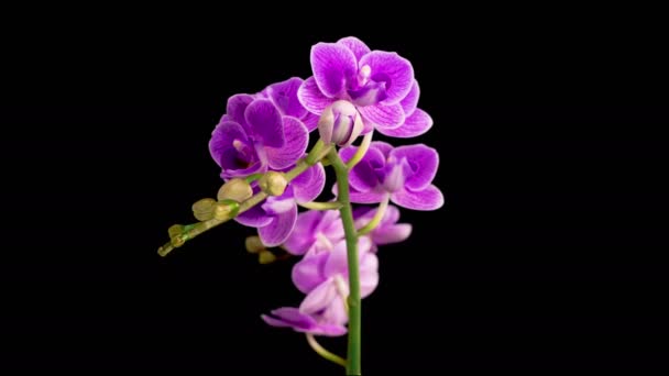 Orchid Blossoms Blooming Purple Orchid Phalaenopsis Flower Black Background Time — Video