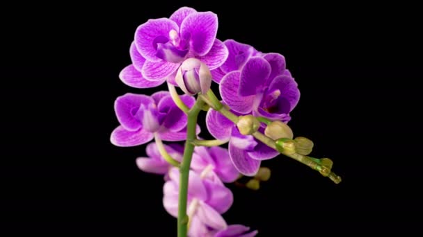Orchid Blossoms Blooming Purple Orchid Phalaenopsis Flower Black Background Time — Stock Video