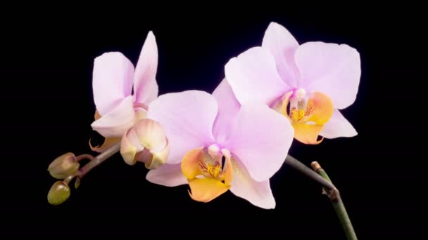 Orchid Blossoms Blooming Pink Orchid Phalaenopsis Flowers Black Background Time — Wideo stockowe