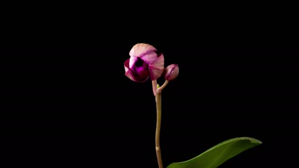 Orchid Blossoms Blooming Purple Orchid Phalaenopsis Flower Black Background Time — Stockvideo